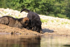 comme-chiens-et-loups-elevage-de-berger-allemand0153