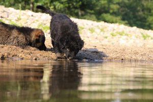 comme-chiens-et-loups-elevage-de-berger-allemand0154