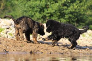 comme-chiens-et-loups-elevage-de-berger-allemand0156