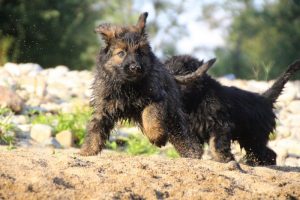 comme-chiens-et-loups-elevage-de-berger-allemand0157