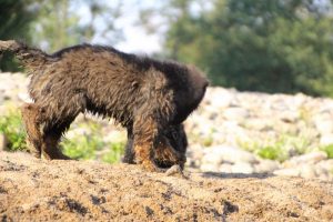 comme-chiens-et-loups-elevage-de-berger-allemand0158