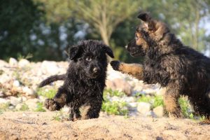 comme-chiens-et-loups-elevage-de-berger-allemand0159