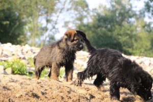 comme-chiens-et-loups-elevage-de-berger-allemand0161