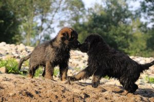 comme-chiens-et-loups-elevage-de-berger-allemand0162