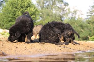 comme-chiens-et-loups-elevage-de-berger-allemand0166