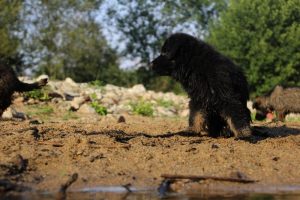 comme-chiens-et-loups-elevage-de-berger-allemand0167