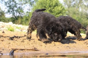 comme-chiens-et-loups-elevage-de-berger-allemand0169