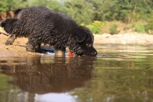 comme-chiens-et-loups-elevage-de-berger-allemand0170