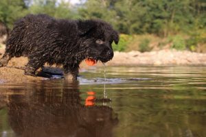 comme-chiens-et-loups-elevage-de-berger-allemand0171