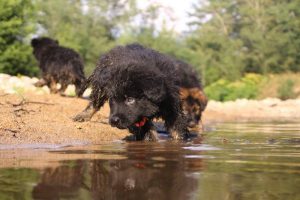 comme-chiens-et-loups-elevage-de-berger-allemand0173