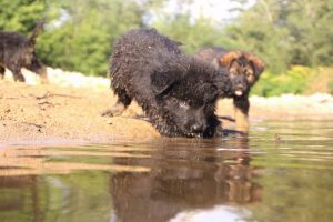 comme-chiens-et-loups-elevage-de-berger-allemand0174