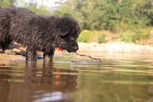 comme-chiens-et-loups-elevage-de-berger-allemand0175