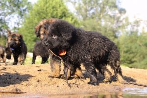 comme-chiens-et-loups-elevage-de-berger-allemand0176