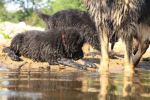 comme-chiens-et-loups-elevage-de-berger-allemand0177