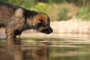 comme-chiens-et-loups-elevage-de-berger-allemand0182