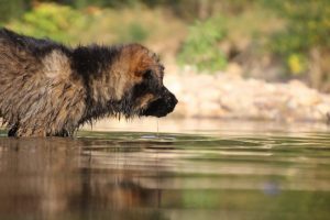 comme-chiens-et-loups-elevage-de-berger-allemand0184