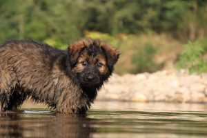 comme-chiens-et-loups-elevage-de-berger-allemand0185