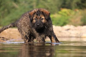 comme-chiens-et-loups-elevage-de-berger-allemand0186