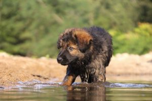 comme-chiens-et-loups-elevage-de-berger-allemand0187