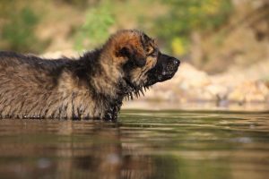 comme-chiens-et-loups-elevage-de-berger-allemand0193
