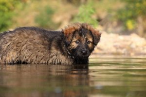 comme-chiens-et-loups-elevage-de-berger-allemand0194