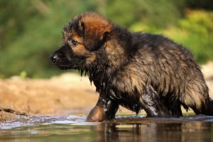 comme-chiens-et-loups-elevage-de-berger-allemand0196