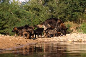 comme-chiens-et-loups-elevage-de-berger-allemand0197