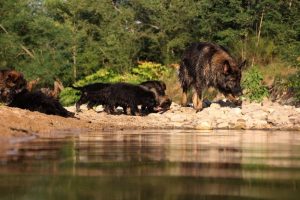 comme-chiens-et-loups-elevage-de-berger-allemand0198