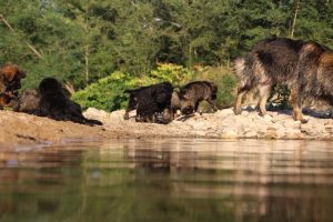 comme-chiens-et-loups-elevage-de-berger-allemand0199