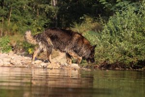 comme-chiens-et-loups-elevage-de-berger-allemand0200