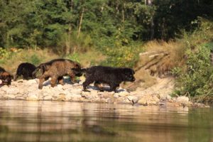 comme-chiens-et-loups-elevage-de-berger-allemand0201