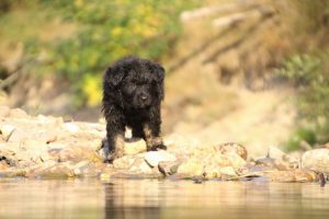 comme-chiens-et-loups-elevage-de-berger-allemand0202