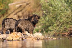 comme-chiens-et-loups-elevage-de-berger-allemand0209