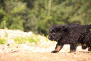 comme-chiens-et-loups-elevage-de-berger-allemand0211