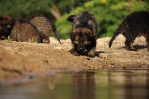 comme-chiens-et-loups-elevage-de-berger-allemand0214