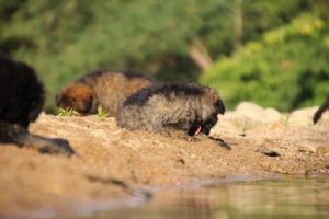 comme-chiens-et-loups-elevage-de-berger-allemand0216