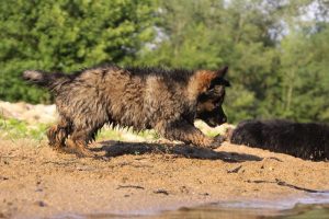 comme-chiens-et-loups-elevage-de-berger-allemand0218