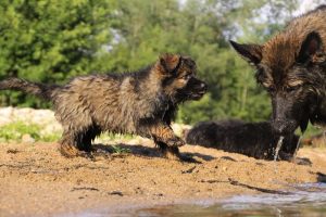 comme-chiens-et-loups-elevage-de-berger-allemand0219