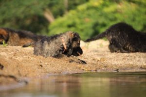 comme-chiens-et-loups-elevage-de-berger-allemand0220