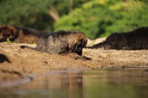 comme-chiens-et-loups-elevage-de-berger-allemand0222