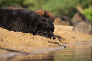 comme-chiens-et-loups-elevage-de-berger-allemand0224