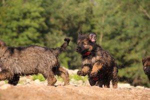 comme-chiens-et-loups-elevage-de-berger-allemand0232