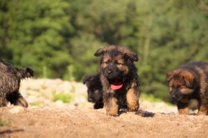 comme-chiens-et-loups-elevage-de-berger-allemand0233