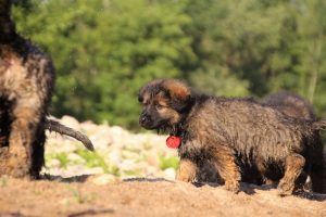 comme-chiens-et-loups-elevage-de-berger-allemand0235