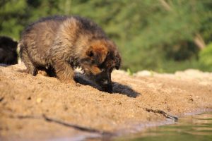 comme-chiens-et-loups-elevage-de-berger-allemand0236