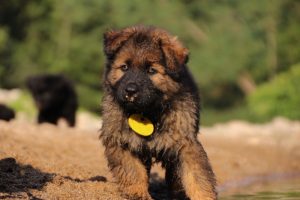 comme-chiens-et-loups-elevage-de-berger-allemand0238