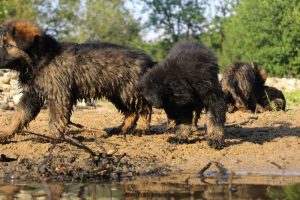 comme-chiens-et-loups-elevage-de-berger-allemand0241