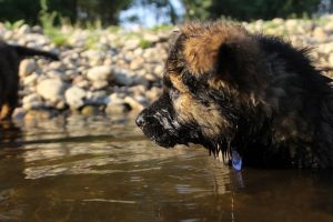 comme-chiens-et-loups-elevage-de-berger-allemand0242