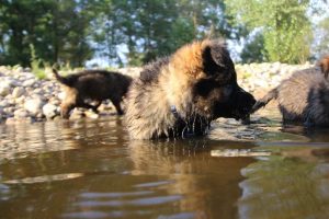 comme-chiens-et-loups-elevage-de-berger-allemand0245