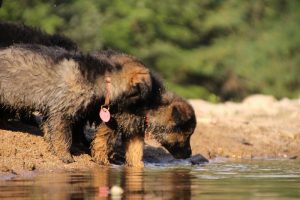 comme-chiens-et-loups-elevage-de-berger-allemand0250